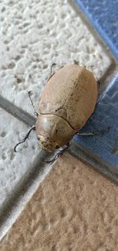 Light Brown Lege Beetle Stock-Fotos
