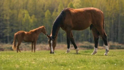 Light brown mare and brown stallion with white fetlocks eating grass in spring Stock Footage 108271102