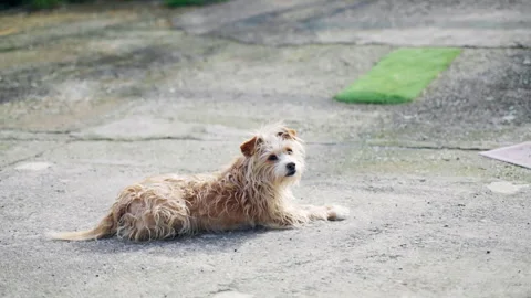 Light brown mixed breed stray dog resting on concrete pavement Stock Footage 325620763