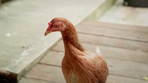 A light brown native chicken walking and looking around on a rustic wooden .. Stock Footage 345478069