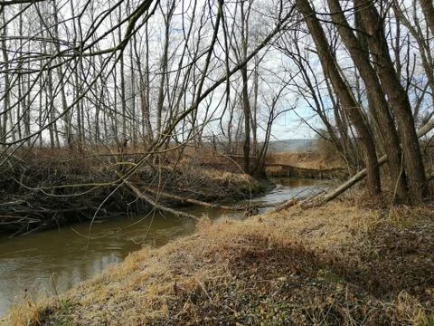 Light brown  the old  grass both sides the water...... SERIE  14. from 16 photos Stock Photos