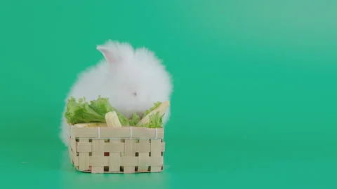 Light brown pattern and white rabbit eat vegetable in basket on green screen Stock Footage 139485095