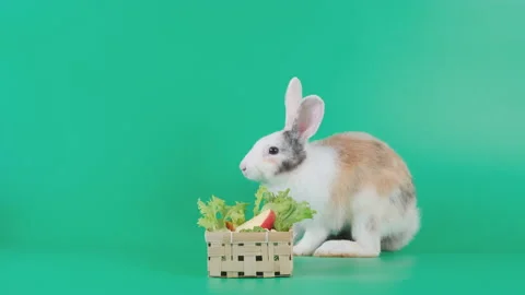 Light brown pattern rabbit eat vegetable and fruit such as apple in basket Stock Footage 139491204