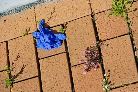 Light brown paving with tiny pink and white flowers and a glove Stock Photos