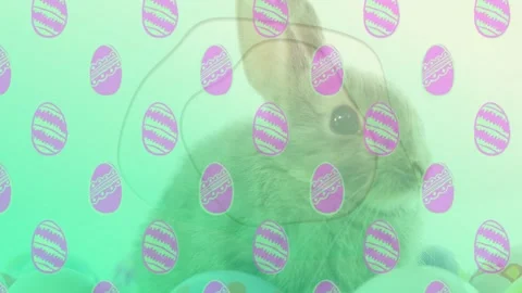 Light-brown rabbit turning head after ear twitch, scanning cushions with teal Stock Footage 329899385