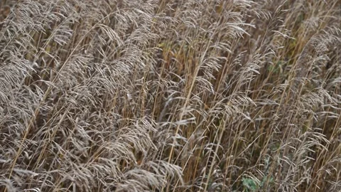 Light brown rye grass blowing in a strong wind with out of focus grass Stock Footage 141063234