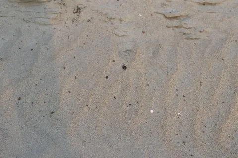 Light brown sand texture features tiny rocks, patterns, small shells, organic 스톡 사진