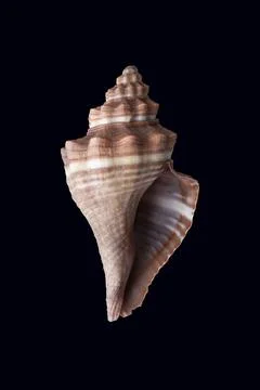 Light brown sea shell isolated over dark background Fotos de archivo