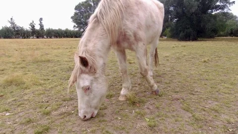 Light brown semi long coated horse eating short grass slowly Stock Footage 252326888