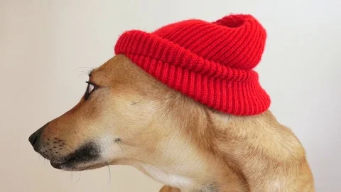 Light Brown Short Hair Dog In A Red Hat Turning Head And Looking