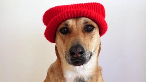 Light brown short-hair Dog in a red hat looking at camera then nodding head  Stock Footage