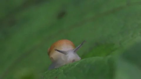 Light brown snail drinking moisture from large green leaf Stock Footage 280170331