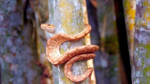 A light brown snake climbing the tree trunk Stock Photos