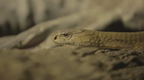 Light Brown Snake Lifting Its Head Video stock 24350288