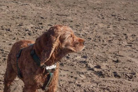 The light brown spaniel dog squints at the sun and enjoys the sunset, the win Stock Photos