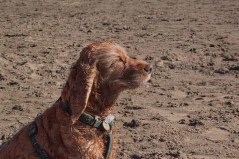 The light brown spaniel dog squints at the sun and enjoys the sunset, the win Stock Photos