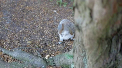 Light brown squirrel behind a tree munching on walnuts Stock Footage 135737752