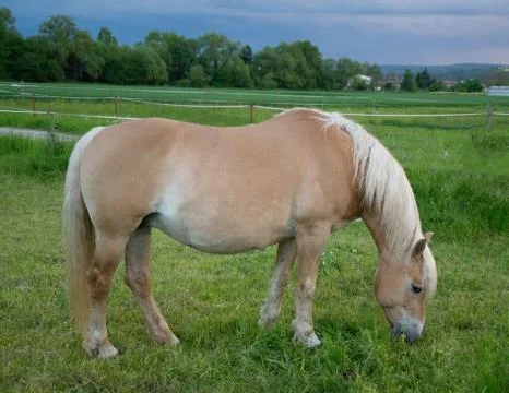 Light brown stallion Foto stock
