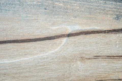 Light brown striped tree texture on background. Texture wallpaper Stock Photos