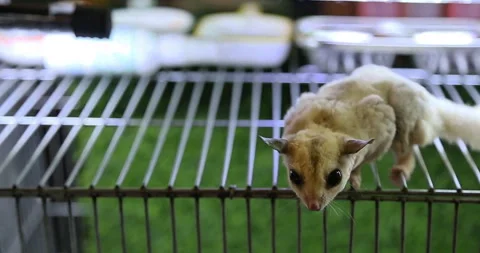 A light brown sugar glider is on top of the cage Stock Footage 297066779