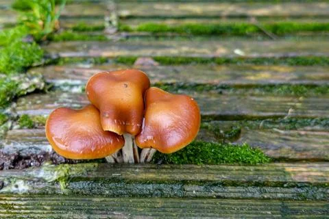 Light brown Toadstools growing out of decking Stock Photos