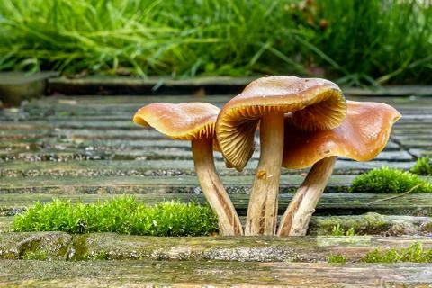 Light brown Toadstools growing out of decking Stock Photos
