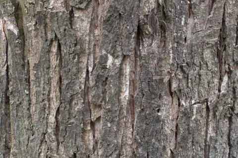Light brown tree bark. The background image texture. Stock Photos