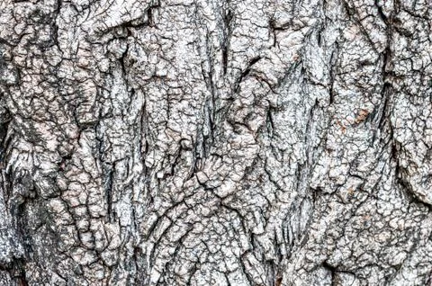 Light brown tree bark. The background image texture. Stock Photos