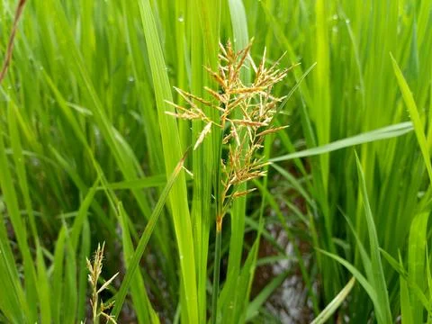 Light brown weeds in the rice fields Foto stock
