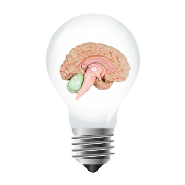 Light bulb with brain Stock Illustration