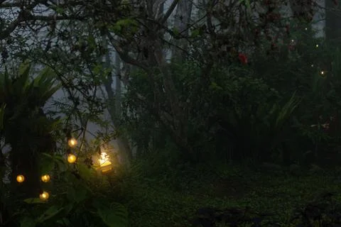 The light bulb cast warm glows in the misty mountain forest. Fotos Stock