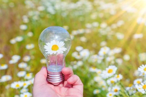 Light Bulb with a Daisy Flower against Daisies Field Stockfoto's