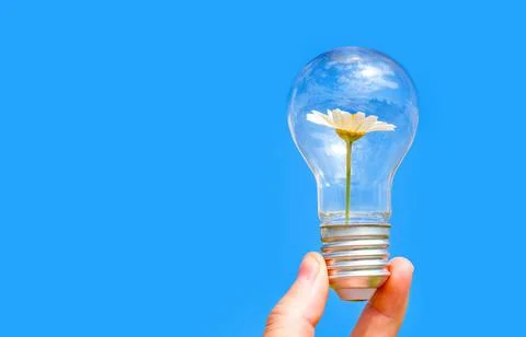 Light Bulb with Flowering Daisy in Hand 스톡 사진