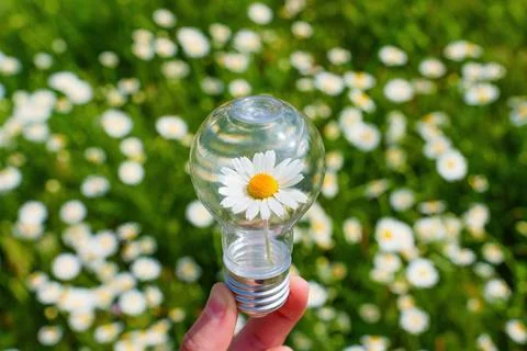 Light Bulb with a Flowering Daisy in Hand Outdoors Stock-Fotos