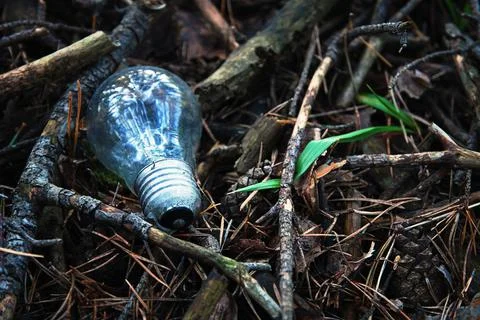 Light bulb in the forest, pollution, copy space Stock Photos