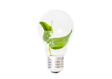 Light bulb with green leaf inside isolated Stock Photos