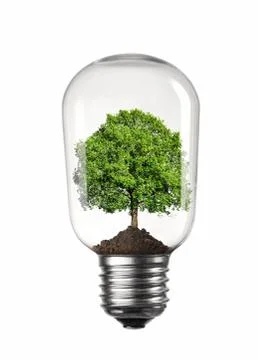 Light bulb with green tree inside isolated on white background Stock Photos