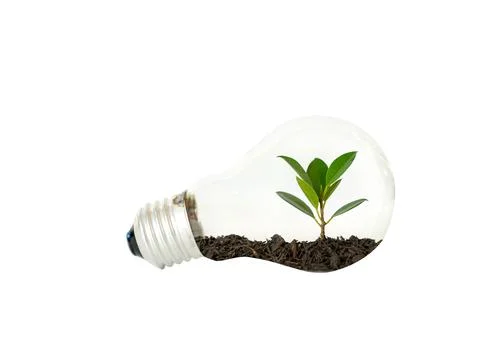 Light bulb with growing tree. Stock Photos