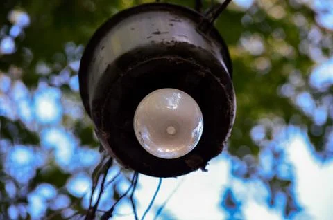 A light bulb is hanging from a tree branch Stock Photos