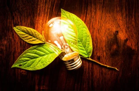Light bulb on leafs Stock Photos