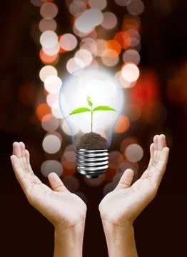 Light Bulb with sprout inside in hand Foto stock