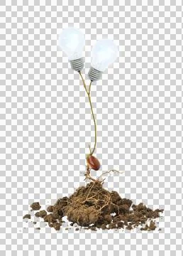 Light bulb on the tree and root isolated Premium PSD 스톡 사진