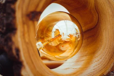 A light bulb in the tree Foto stock