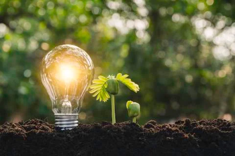 Light bulbs with glowing one. technology and creativity concept with light bu Stock Photos