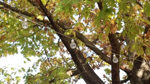 Light bulbs hanging outdoors 動画素材 81229512