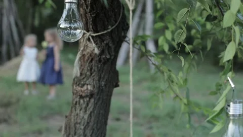 Light Bulbs Hanging on a Tree Video stock 241322623
