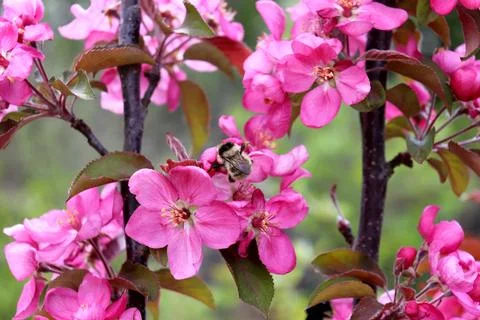 A light bumblebee pollinates a pink flower on an apple tree of the Kitayka .. Stock Photos