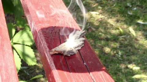 Light burning tree bark Video stock 51566844