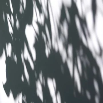 Light casts shadows of leaves on a wall Stock Photos