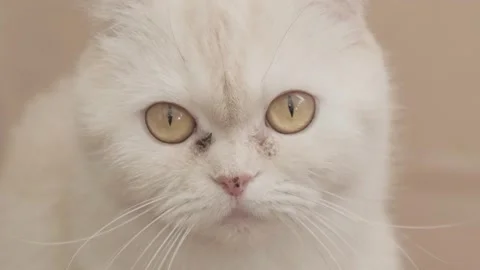 Light cat looks at camera and blinks, slow motion Video stock 271070891
